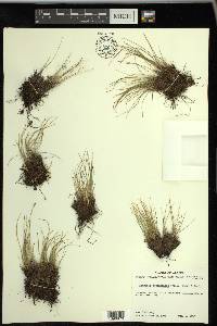 Carex myosuroides image