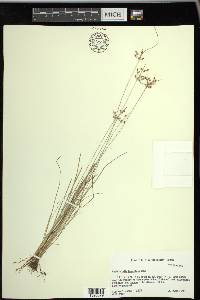 Fimbristylis tomentosa image