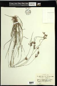 Fimbristylis tomentosa image