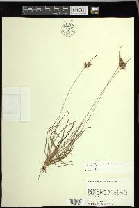 Fimbristylis tomentosa image