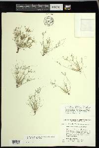 Fimbristylis perpusilla image