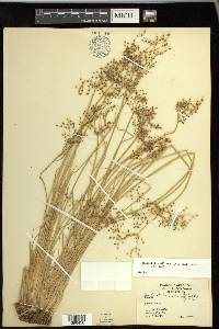 Fimbristylis miliacea image