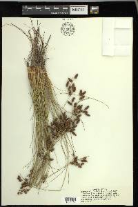 Fimbristylis castanea image