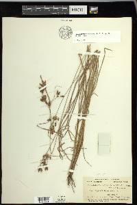 Fimbristylis tomentosa image