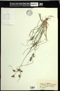 Fimbristylis dichotoma image