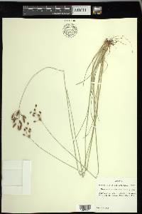 Fimbristylis puberula image