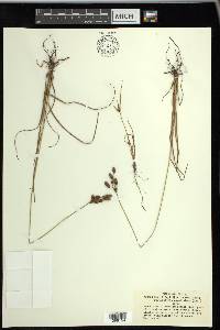 Fimbristylis caroliniana image