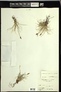 Carex simpliciuscula image