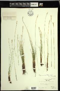 Carex myosuroides image