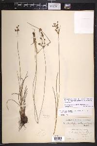 Fimbristylis puberula image