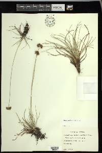 Fimbristylis cymosa image