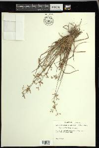 Fimbristylis decipiens image