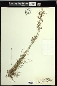 Fimbristylis dichotoma image