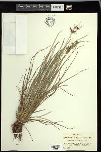 Fimbristylis tomentosa image