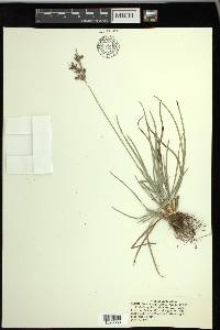 Fimbristylis dichotoma image