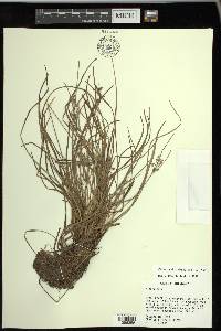 Fimbristylis dichotoma image