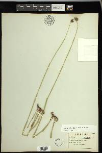 Fuirena scirpoidea image