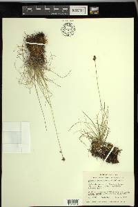 Carex simpliciuscula image