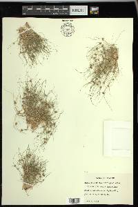 Fimbristylis vahlii image