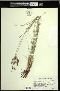 Fimbristylis castanea image