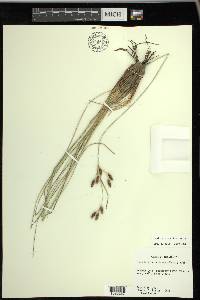 Fimbristylis castanea image