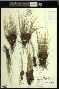 Carex myosuroides image