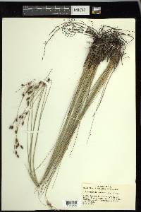 Fimbristylis castanea image