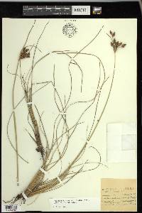 Fimbristylis castanea image