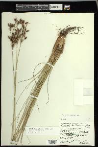 Fimbristylis castanea image