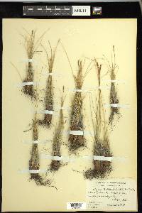 Carex myosuroides image