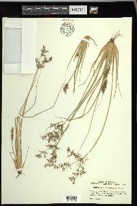 Fimbristylis miliacea image