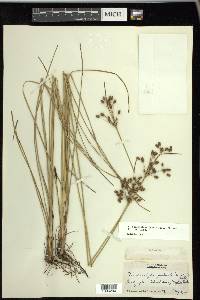 Fimbristylis caroliniana image