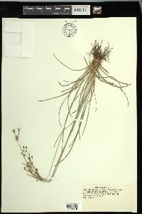 Fimbristylis dichotoma image