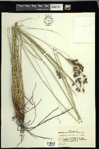 Fimbristylis castanea image