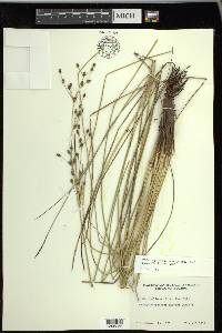 Fimbristylis castanea image