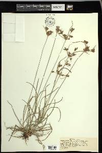 Fimbristylis dichotoma image