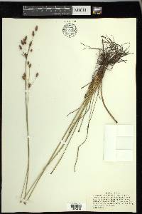 Fimbristylis caroliniana image