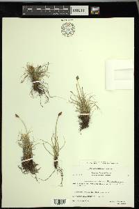 Carex simpliciuscula image
