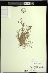 Fimbristylis decipiens image