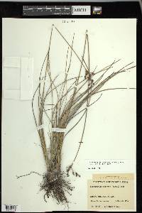 Fimbristylis castanea image