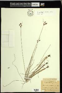 Fimbristylis caroliniana image