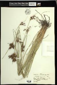 Fimbristylis castanea image