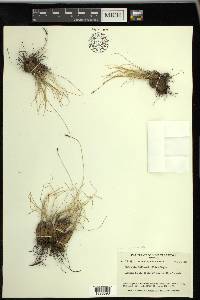 Carex myosuroides image