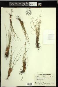 Carex myosuroides image