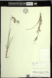 Fimbristylis dichotoma image