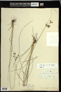 Fimbristylis caroliniana image