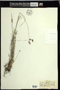 Fimbristylis puberula image