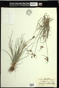 Fimbristylis dichotoma image