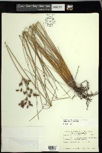 Fimbristylis castanea image