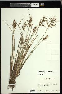 Fimbristylis miliacea image